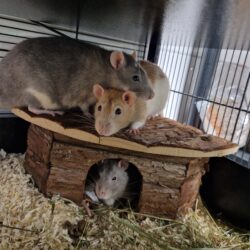 KÄSE, KLAUS und KALLE