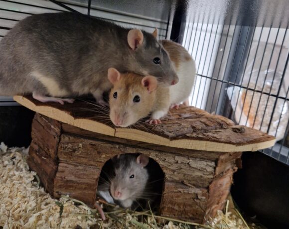 KÄSE, KLAUS und KALLE