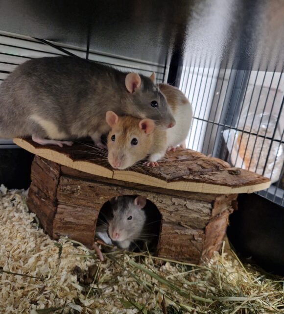 KÄSE, KLAUS und KALLE