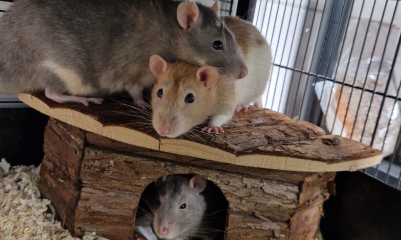 KÄSE, KLAUS und KALLE