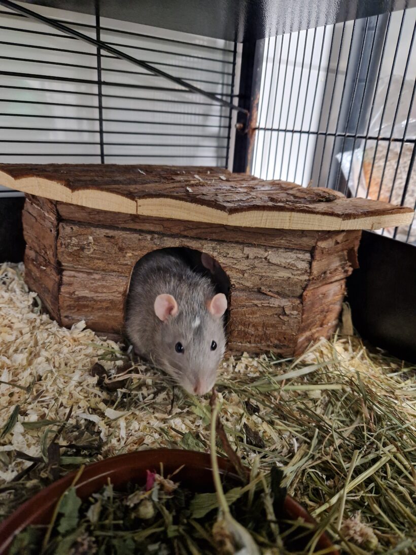 KÄSE, KLAUS und KALLE