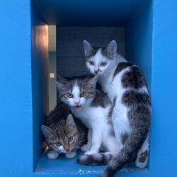 KATZENSTREICHLER gesucht