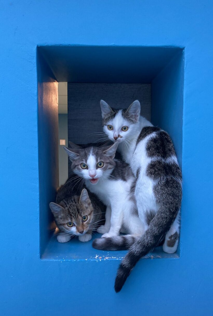 KATZENSTREICHLER gesucht