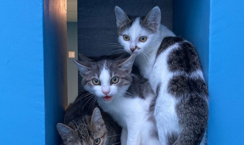 KATZENSTREICHLER gesucht