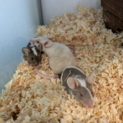 ESRA, ELIYA und Erina