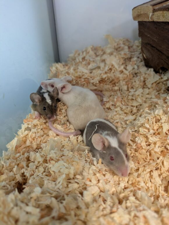 ESRA, ELIYA und ERINA