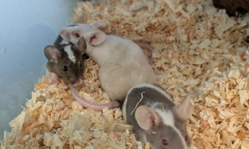 ESRA, ELIYA und Erina