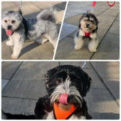 MOGLI, MAX und MORITZ