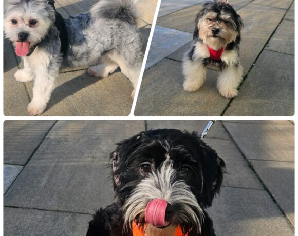 MOGLI, MAX und MORITZ