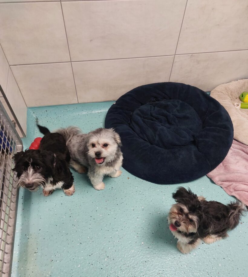 MOGLI, MAX und MORITZ