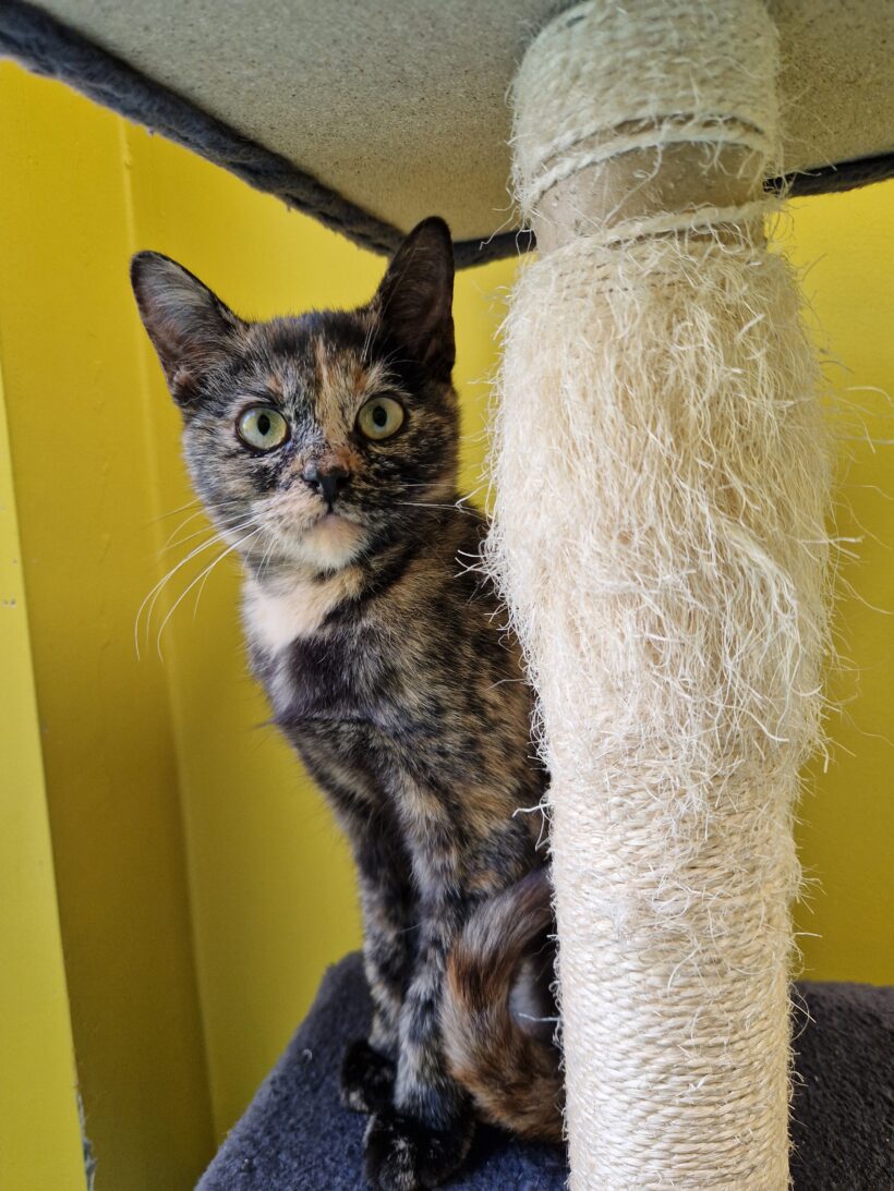 PEBBLES und BAMBAM PEBBLES und BAMBAM