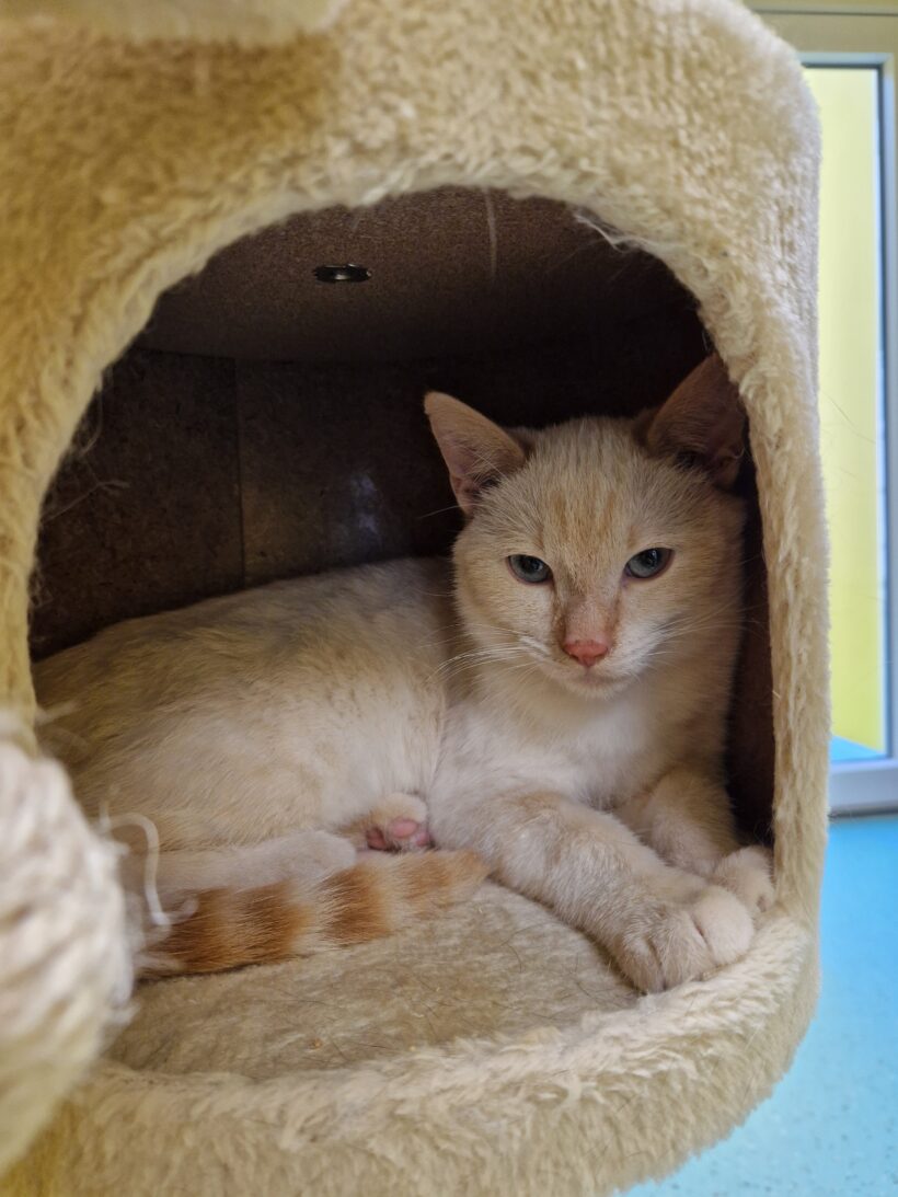 PEBBLES und BAMBAM PEBBLES und BAMBAM