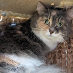 SUSI und MAXI (Vermittlung auch einzeln)