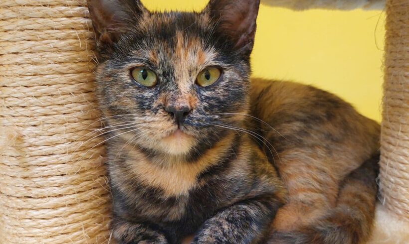 PEBBLES und BAMBAM PEBBLES und BAMBAM