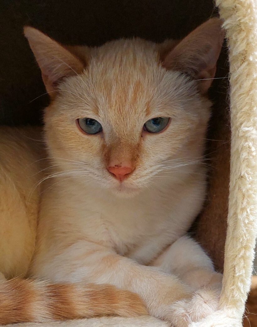 PEBBLES und BAMBAM PEBBLES und BAMBAM