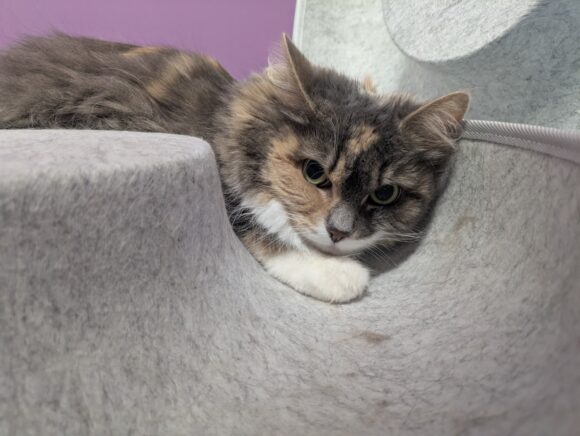 SUSI und MAXI (Vermittlung auch einzeln)