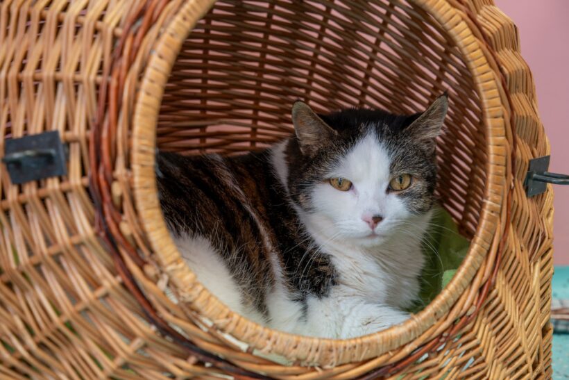 HERR NELLY HERR NELLY