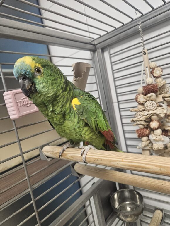 WANDA