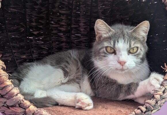ROMEO