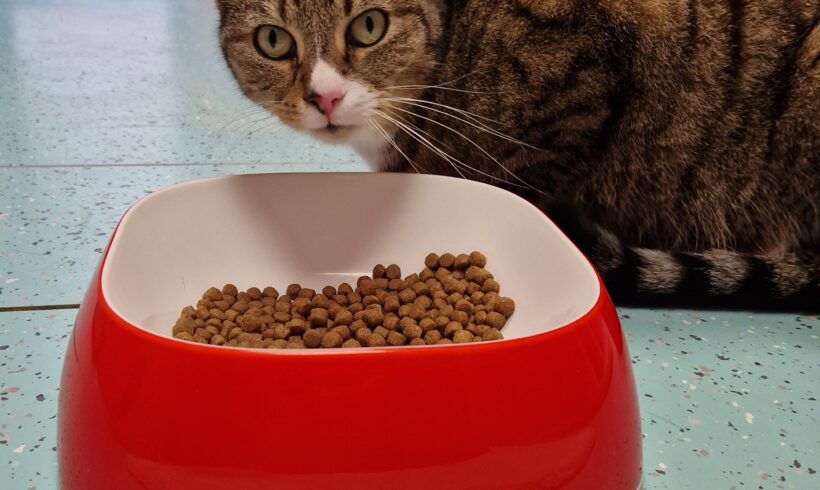 SAMY und SPEEDY SAMY und SPEEDY