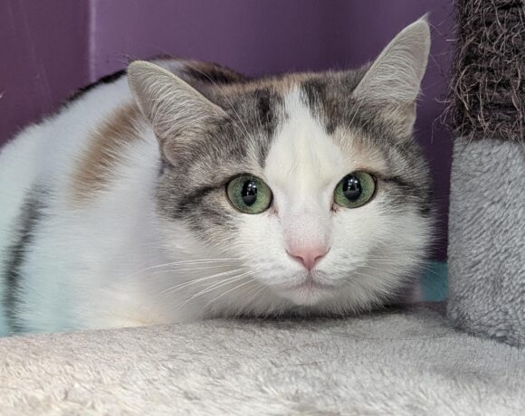 ANASTASIA
