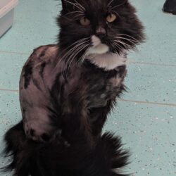SIMBA