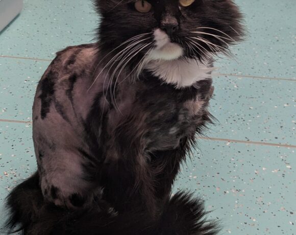 SIMBA