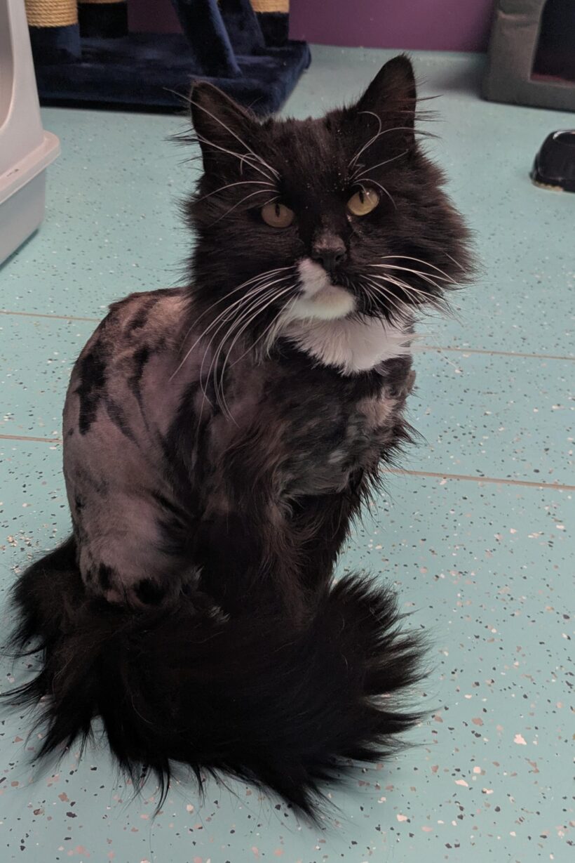 SIMBA