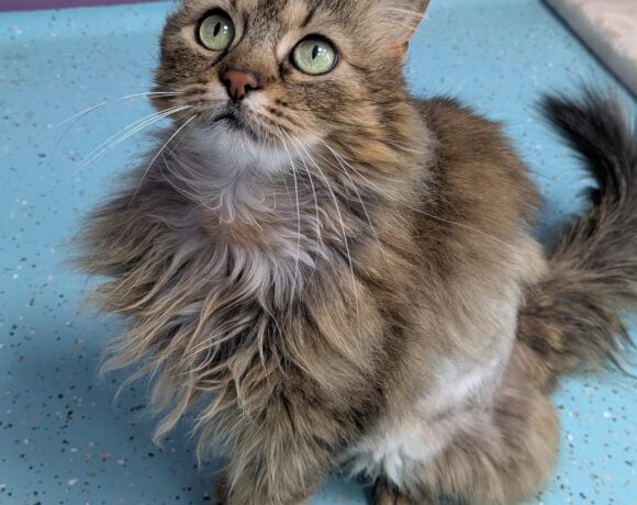 MIMI