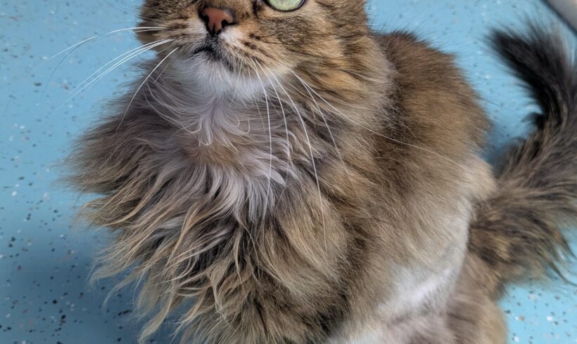MIMI