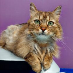 MIMI
