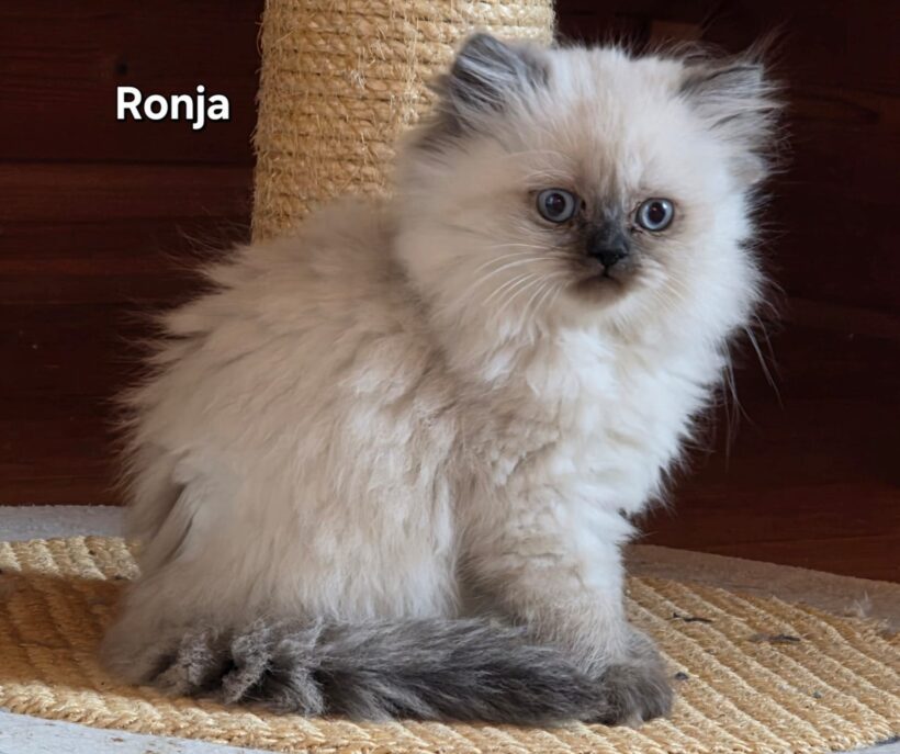 WUSCHEL, RONJA, STELLA, SAMI und SWEN