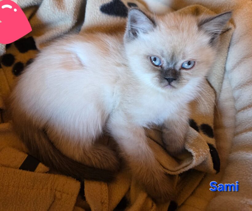 WUSCHEL, RONJA, STELLA, SAMI und SWEN