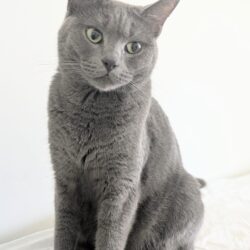 SELMA