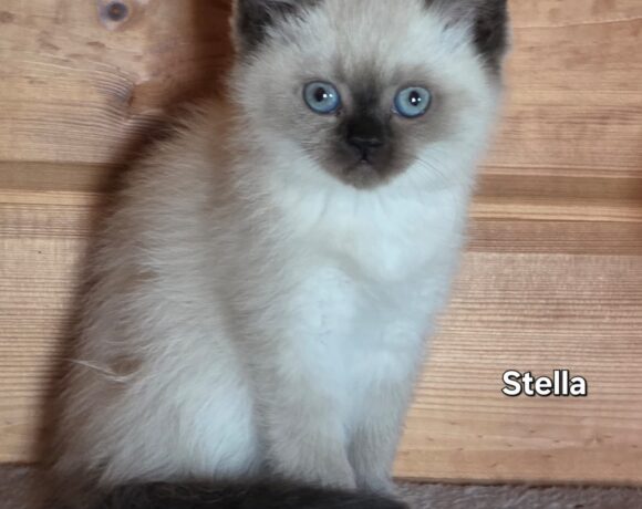 STELLA und SAMI