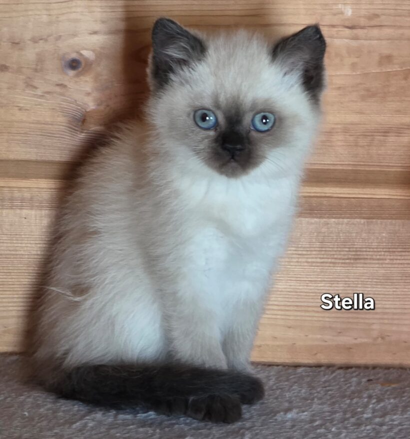 WUSCHEL, RONJA, STELLA, SAMI und SWEN