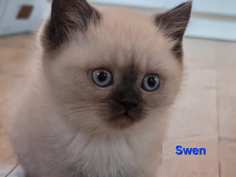 WUSCHEL, RONJA, STELLA, SAMI und SWEN