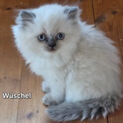 WUSCHEL, RONJA, STELLA, SAMI und SWEN