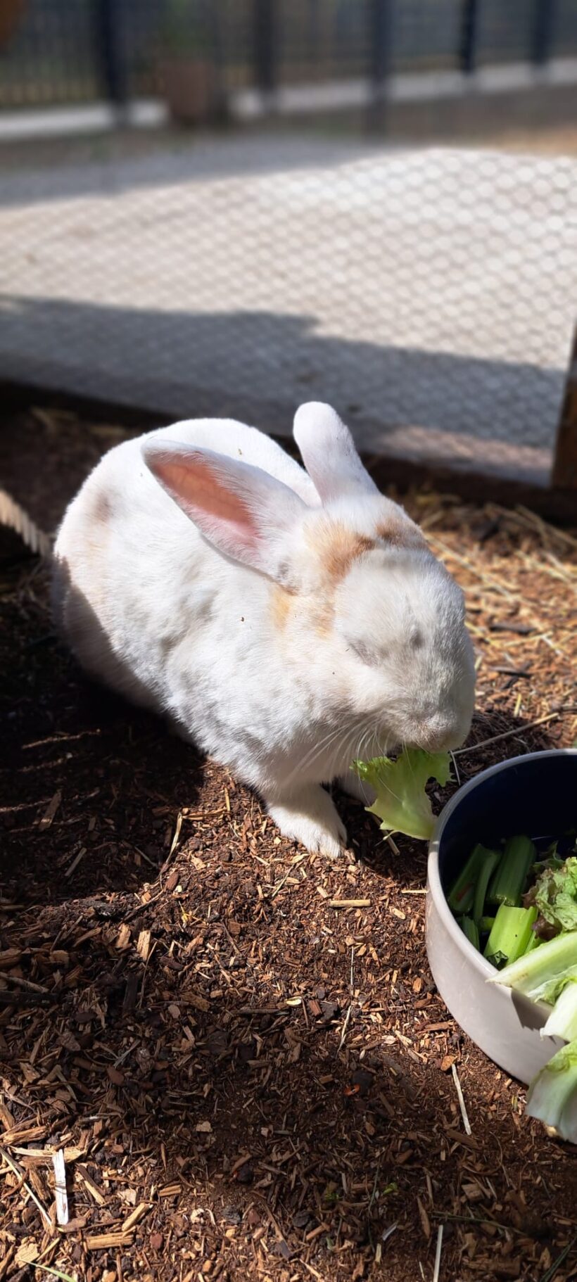 ALMA