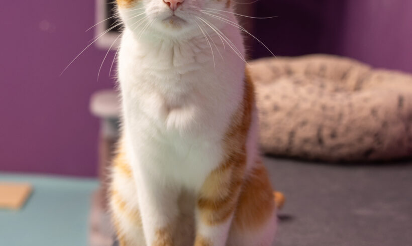 REMUS