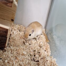 ELLI