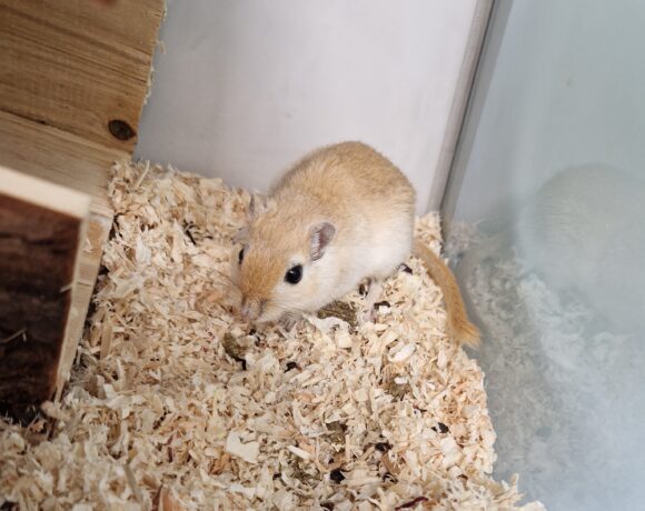 ELLI