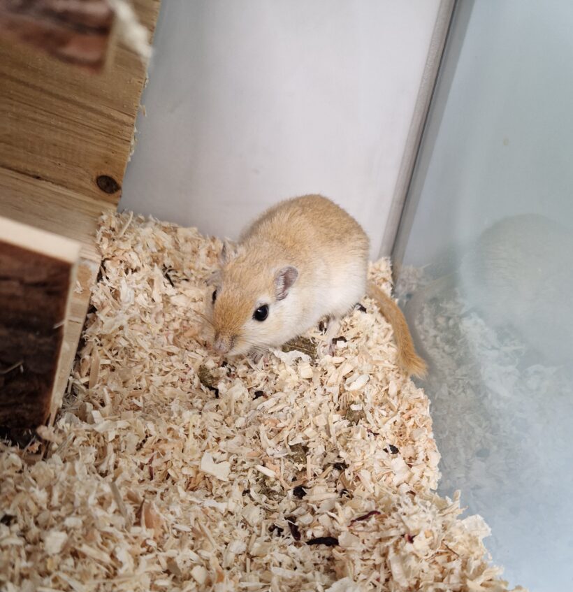 ELLI
