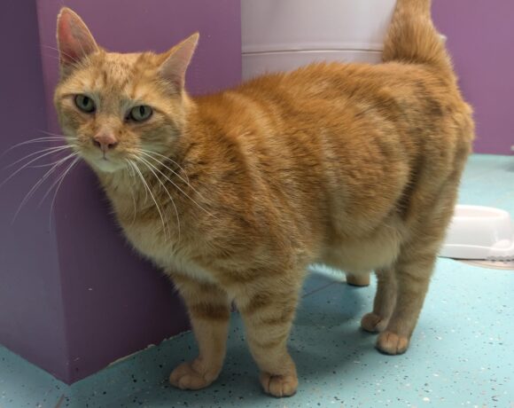 GARFIELD und MIMI GARFIELD und MIMI