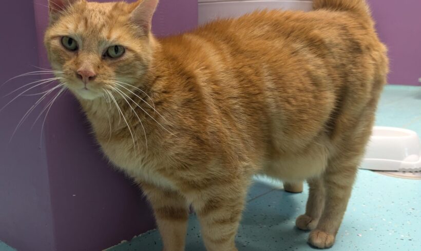 GARFIELD und MIMI GARFIELD und MIMI