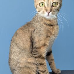 NORA