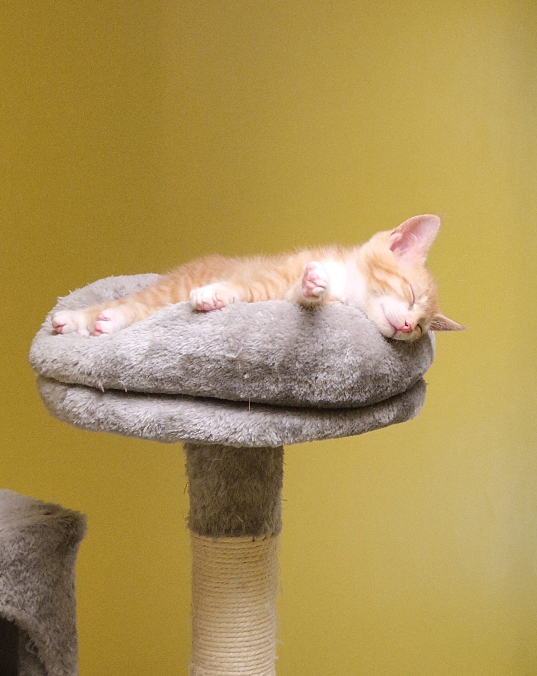 JUNGKATZEN JUNGKATZEN