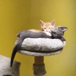 JUNGKATZEN