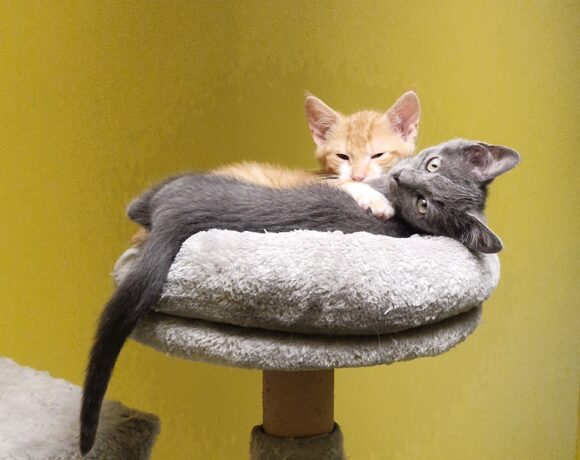 JUNGKATZEN