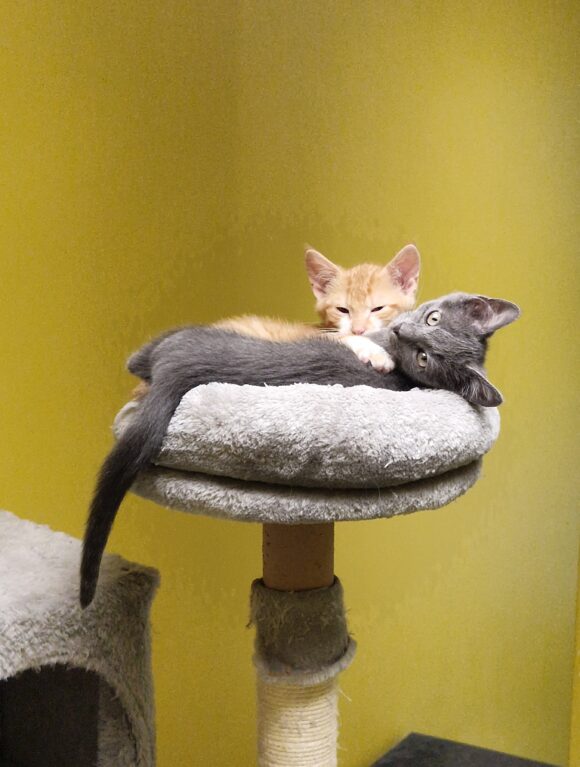 JUNGKATZEN